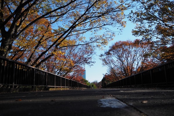代々木公園の歩道橋の紅葉