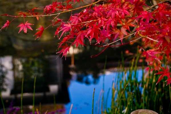 小金井公園の紅葉の見頃とライトアップ情報