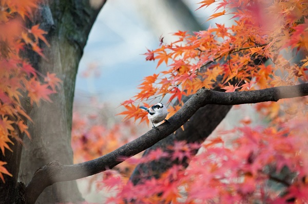 石神井公園の紅葉の見頃はいつ？【2018年版】