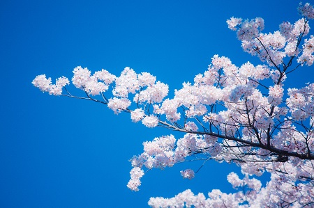 桜花爛漫の候の読み方と意味、使う時期はいつ？