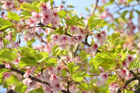 葉桜のイメージ