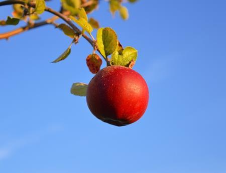 あなたは柔らかいりんごと固いりんご、どっちがお好みですか？